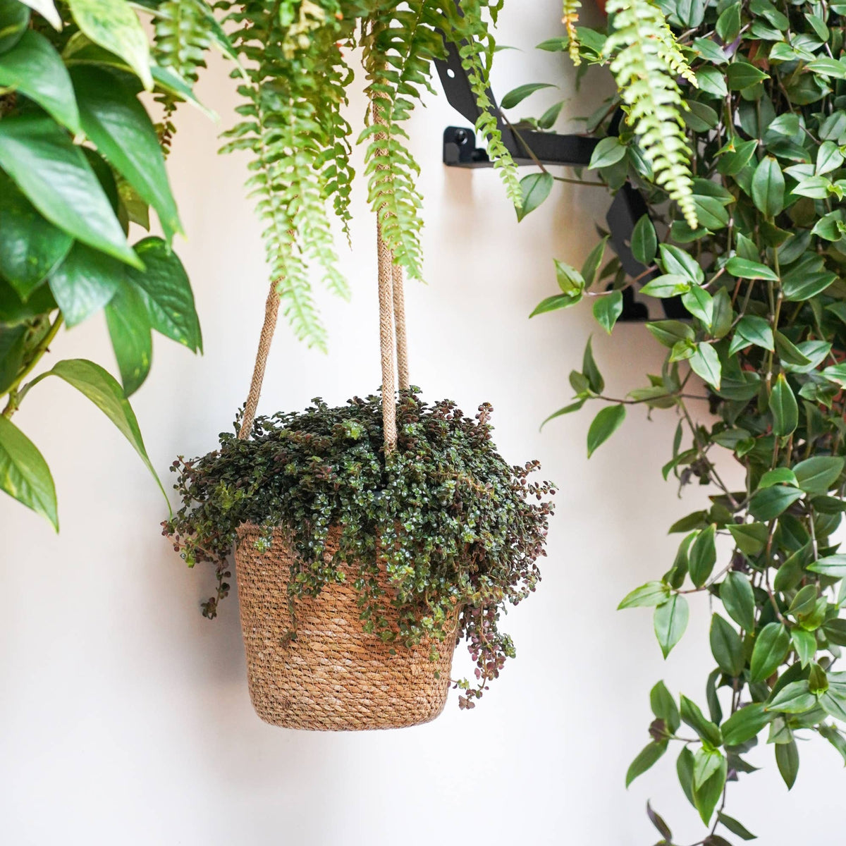 A hanging planter