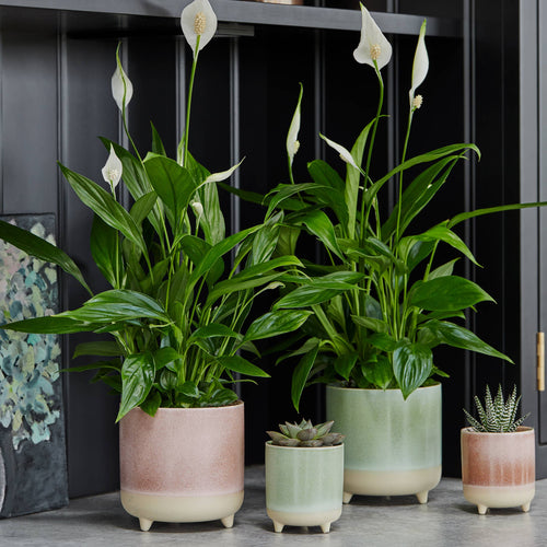 Jolie Ceramic Cacti Planter — Reactive Glaze