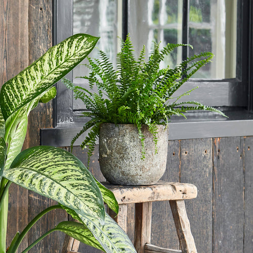 Albero Ceramic Indoor Planter
