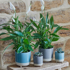 Jolie Ceramic Cacti Planter — Reactive Glaze