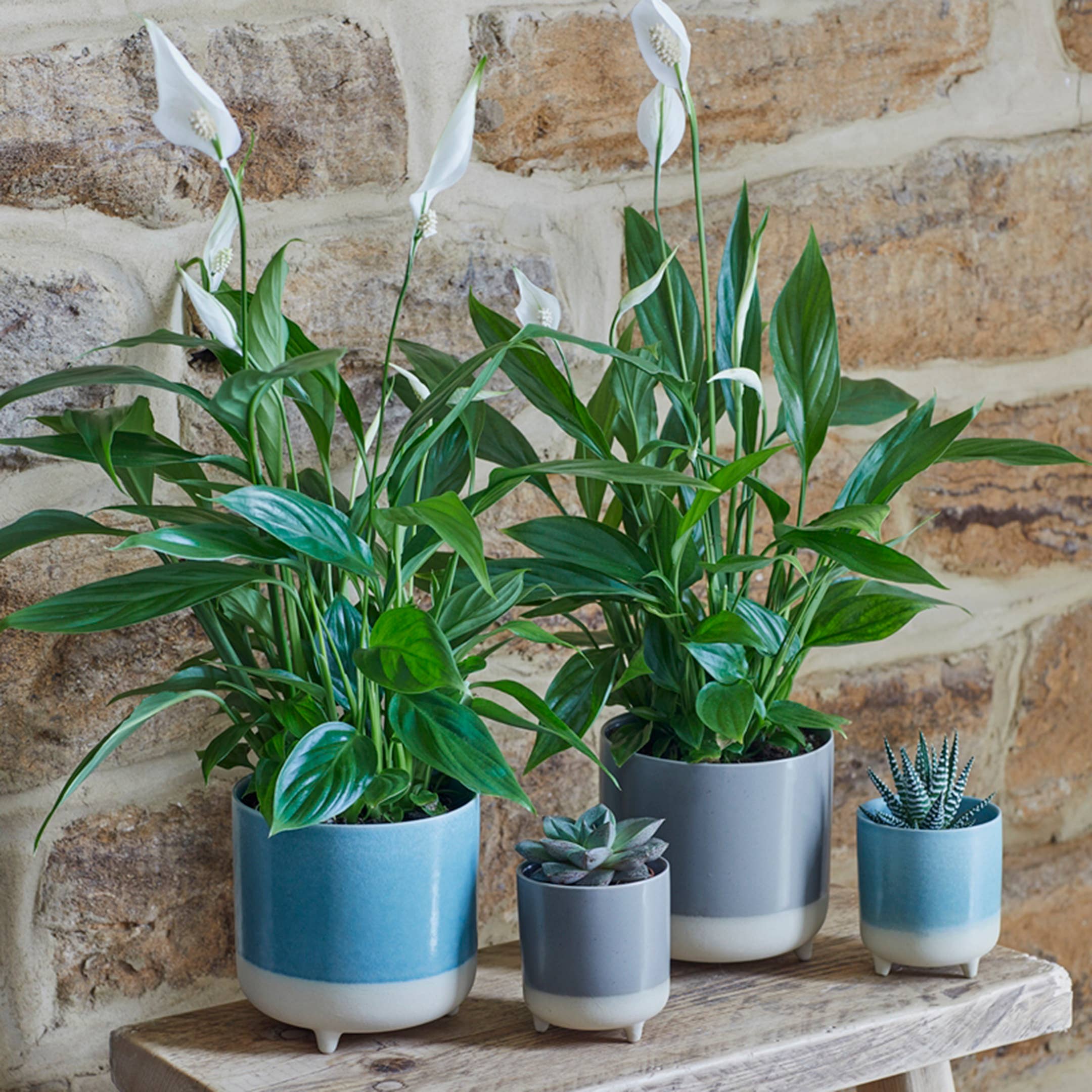 Jolie Ceramic Cacti Planter — Reactive Glaze